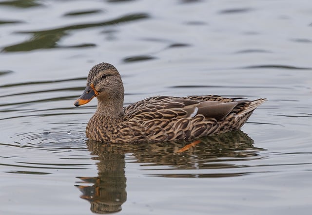 Hacking: A Beginner’s Guide to Ethical Cybersecurity Skills