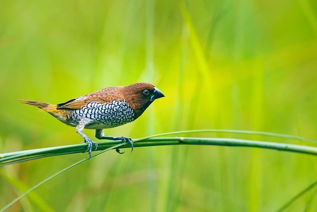 How Much Do Fake Breasts Cost  A Comprehensive Guide