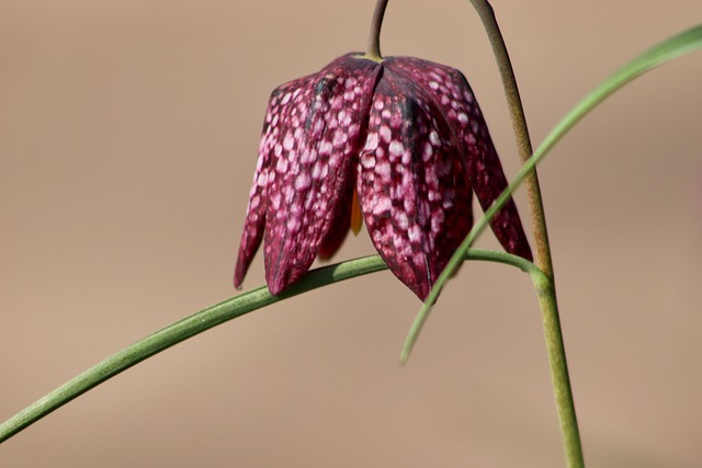 Learn How to Play Chess: A Beginner’s Guide