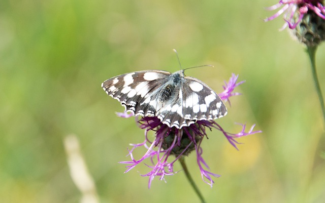 Learn Chess: A Beginner’s Guide to Mastering the Game