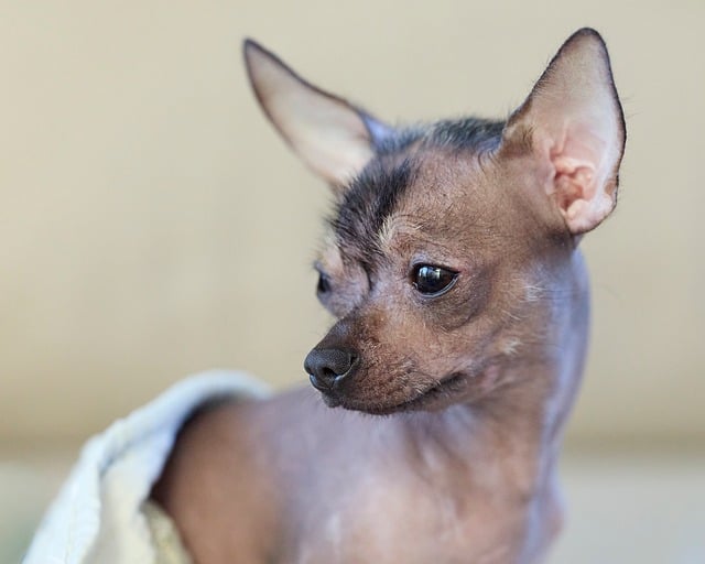 Learn Chinese for Free: A Practical Guide