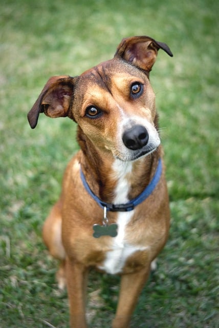 How to Register Your Dog as a Support Animal