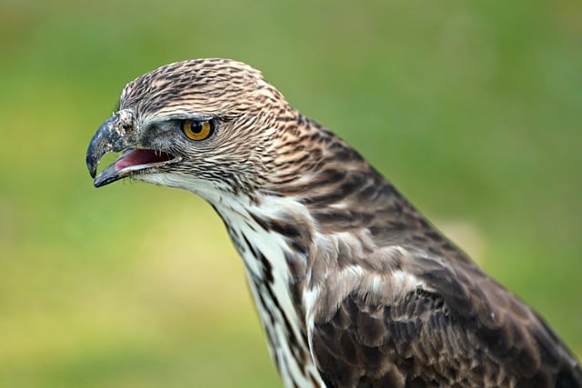 How Long Does a Bald Eagle Live  A Complete Guide to Their Lifespan