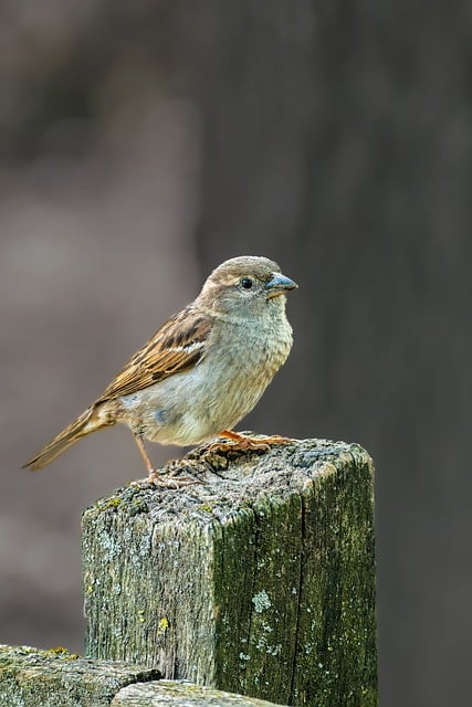 How to Create a Professional Email Template in Outlook