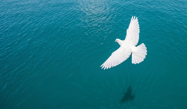 Learn to Fly: A Beginner’s Guide to Taking to the Skies