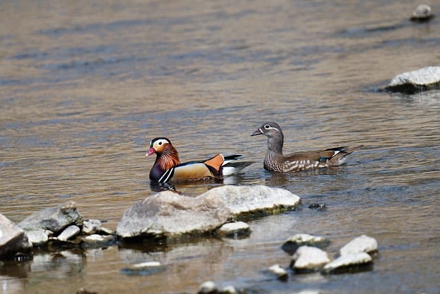 Learn Chinese for Free: A Comprehensive Guide