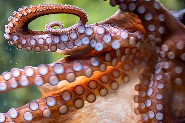 How Long Does an Octopus Live  A Complete Guide to Their Lifespan