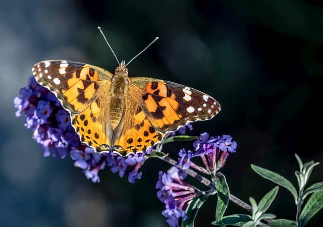 How Much Does It Cost to Paint a Car  A Complete Guide