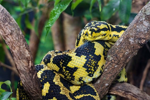 Learn Python Online: Your Complete Guide to Mastering the Language from Anywhere