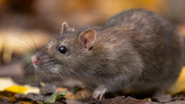 How to Get Rid of Rats in Your House