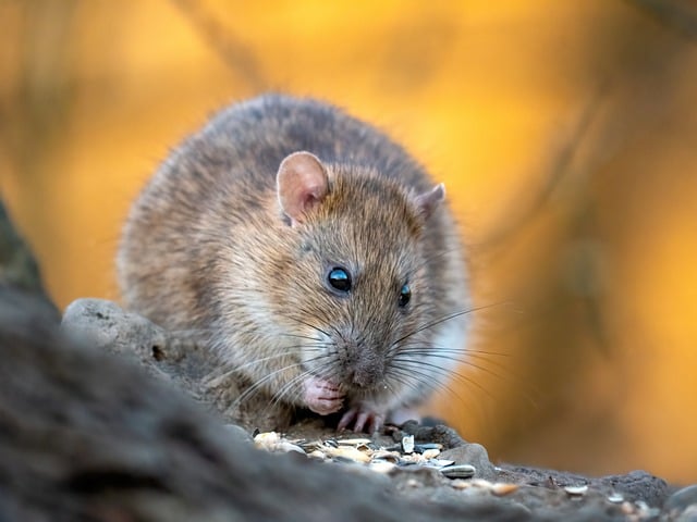 How to Get Rid of Rats at Home: A Practical Guide How to Get Rid of Rats at Home: A Practical Guide