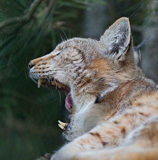 How to Record Your Screen on a Mac: A Complete Step‑by‑Step Guide