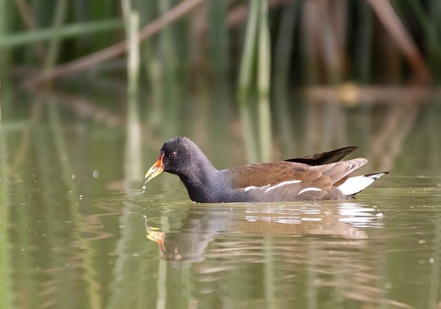 How to Watch *The Bachelor* Anywhere, Anytime