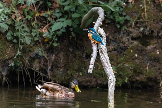 How to Watch ESPN Without Cable: Easy Alternatives for Sports Fans