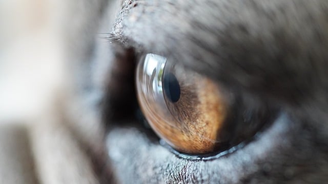 Vision: How Much Does an Eye Exam Cost at Walmart 