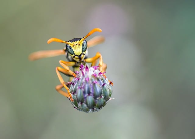 Wasp Nest Removal: Safe and Effective Methods Wasp Nest Removal: Safe and Effective Methods