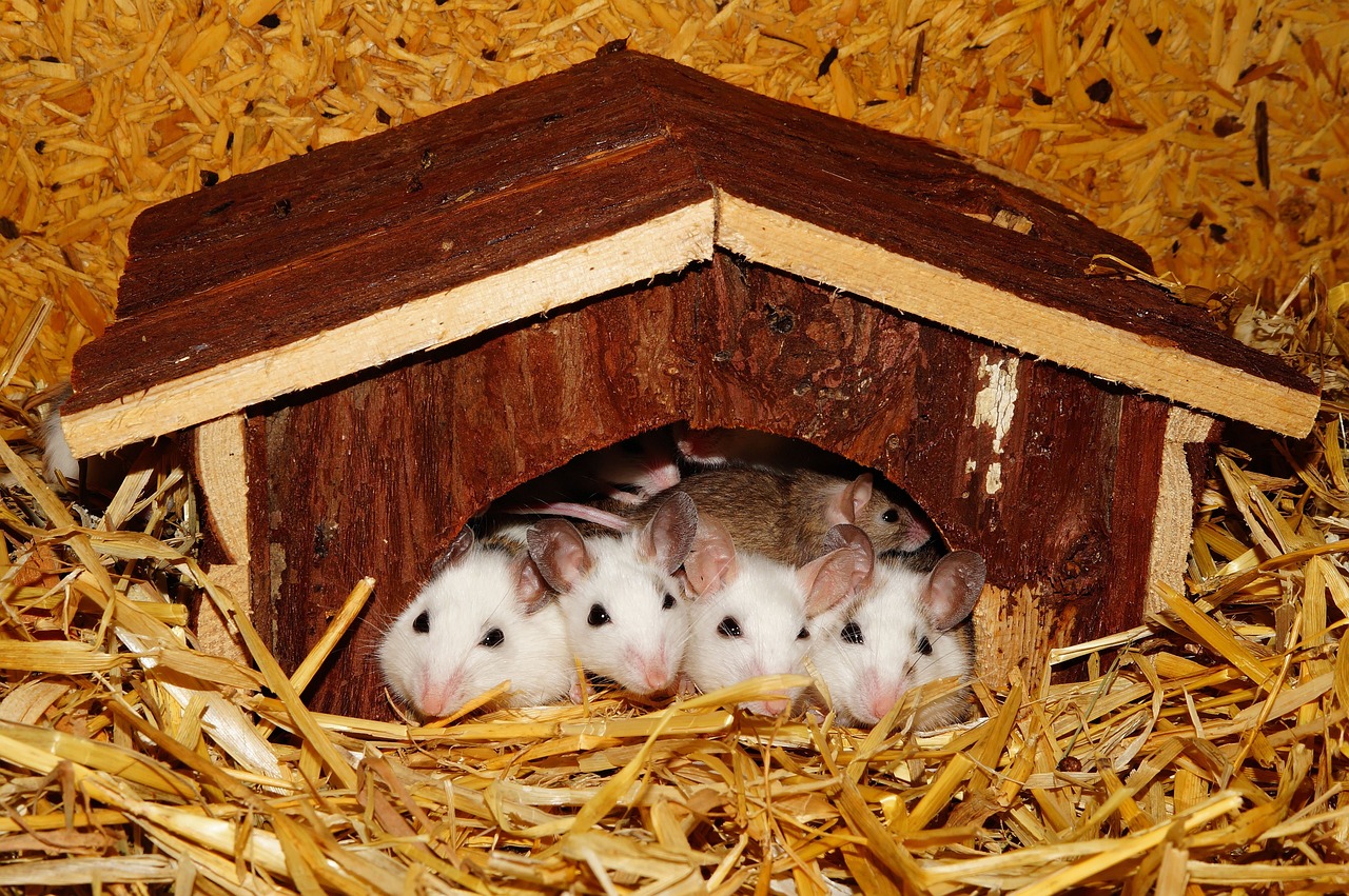Mouse Eviction 101: The Ultimate Guide to a Rodent-Free Home